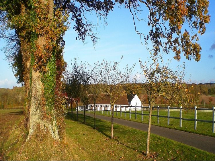 Fonds d'cran Nature Champs - Prairies Haras de Normandie