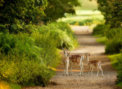  Nature Belle rencontre