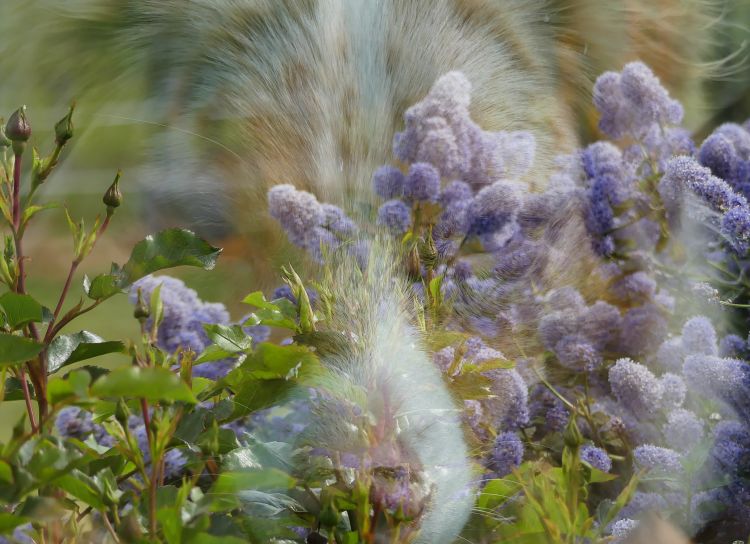 Wallpapers Nature Flowers berger australien