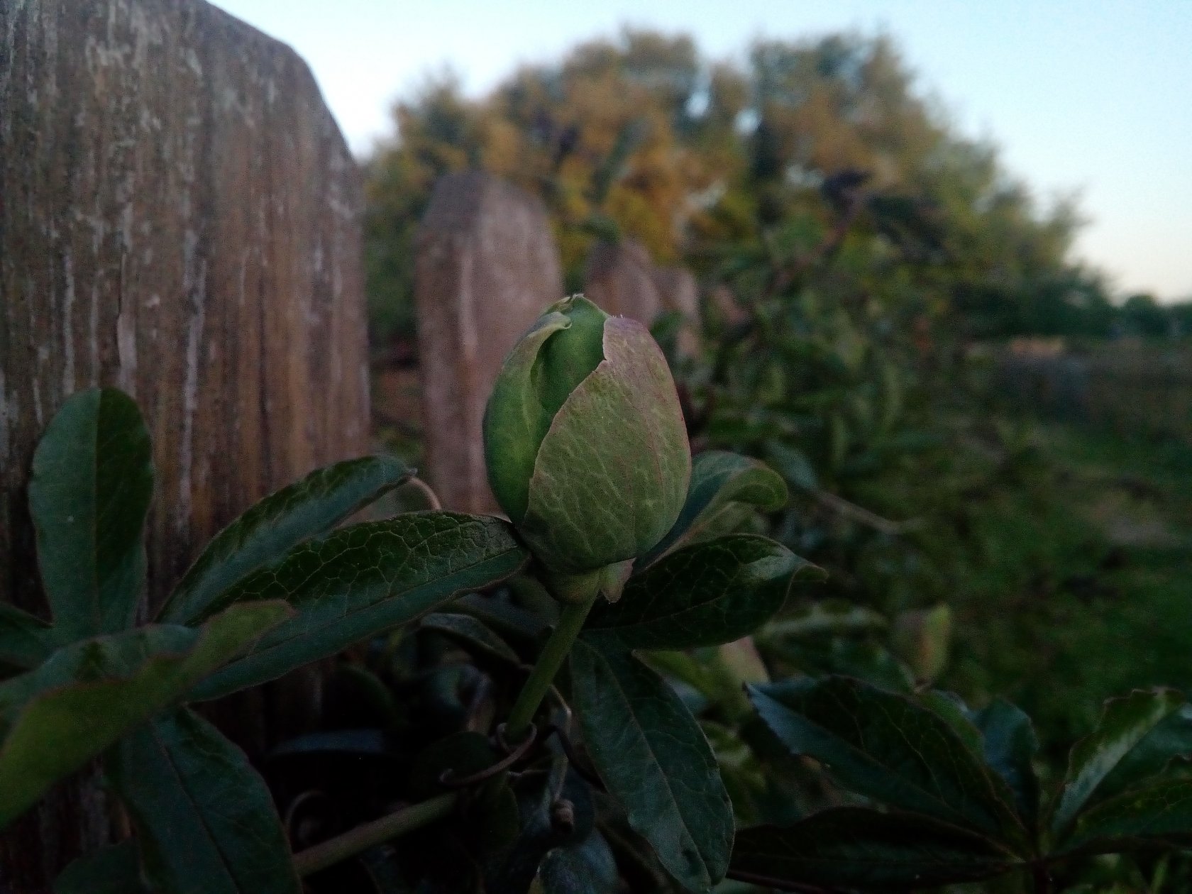 Wallpapers Nature Leaves - Foliage Fleurs et plantes du jardin