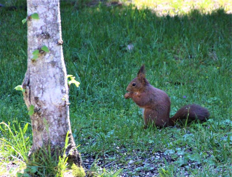 Fonds d'cran Animaux Rongeurs - Ecureuils Wallpaper N478603