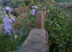  Nature Fleurs et plantes du jardin