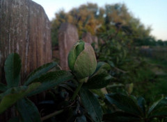  Nature Fleurs et plantes du jardin