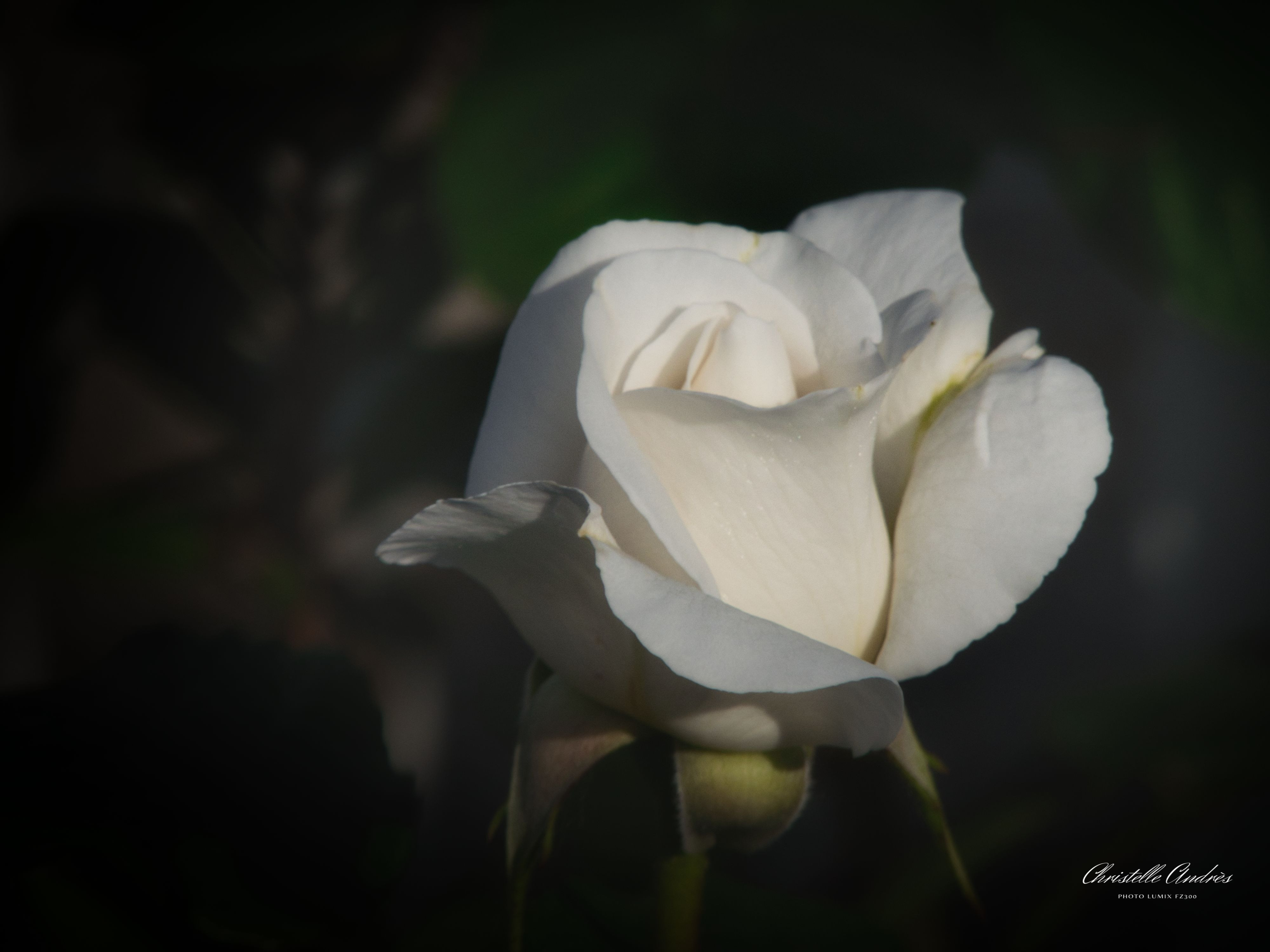 Fonds d'cran Nature Fleurs 