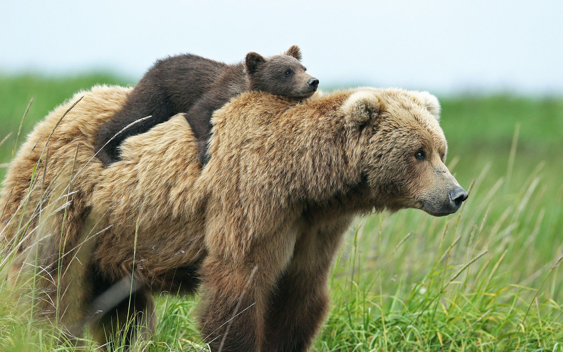 Fonds d'cran Animaux Ours 