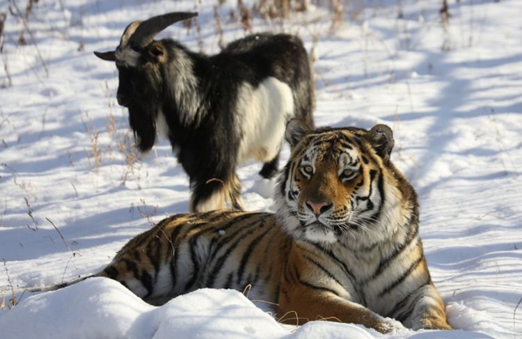 Fonds d'cran Animaux Flins - Tigres Wallpaper N478755