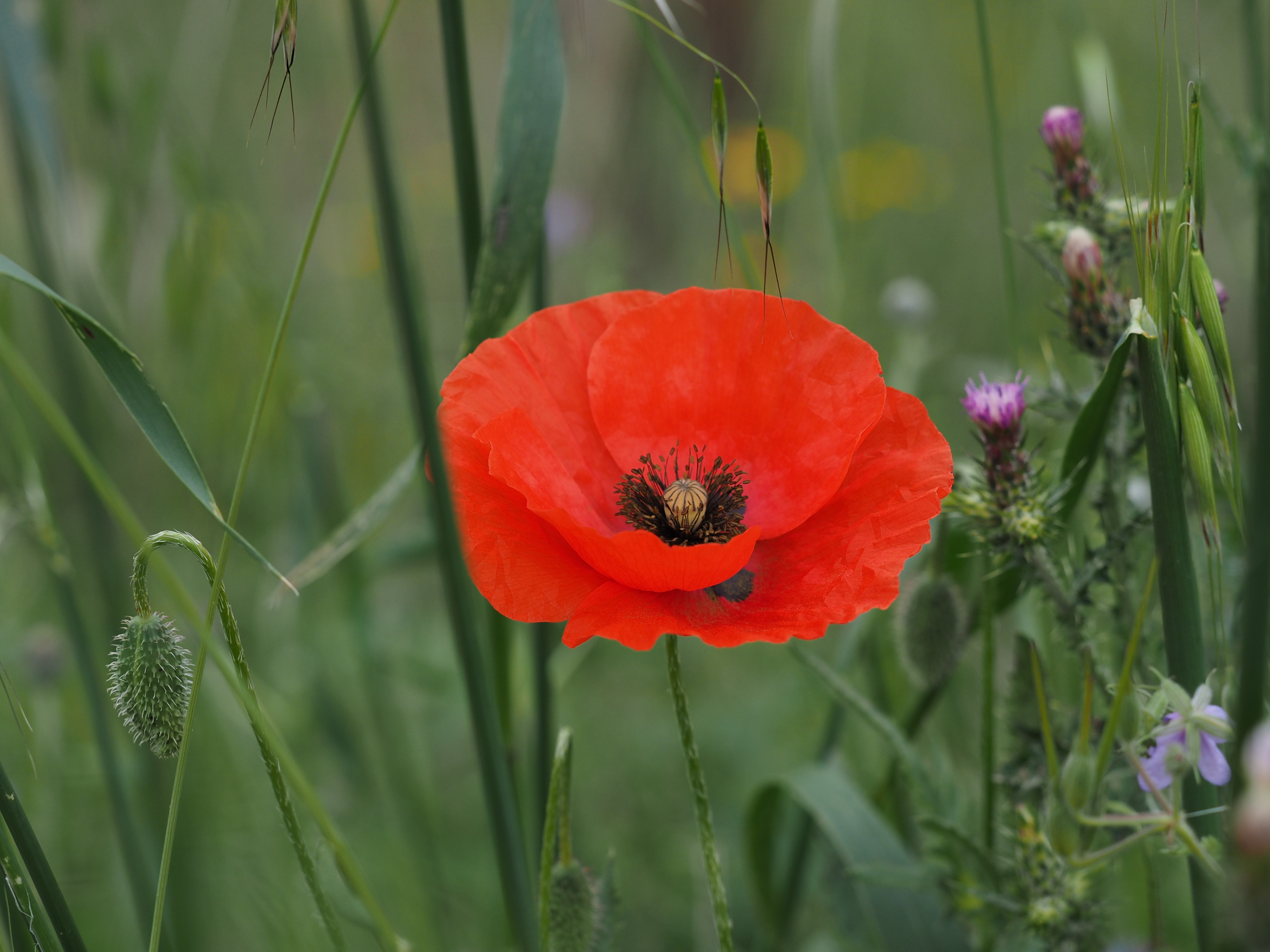 Fonds d'cran Nature Fleurs Coquelicot