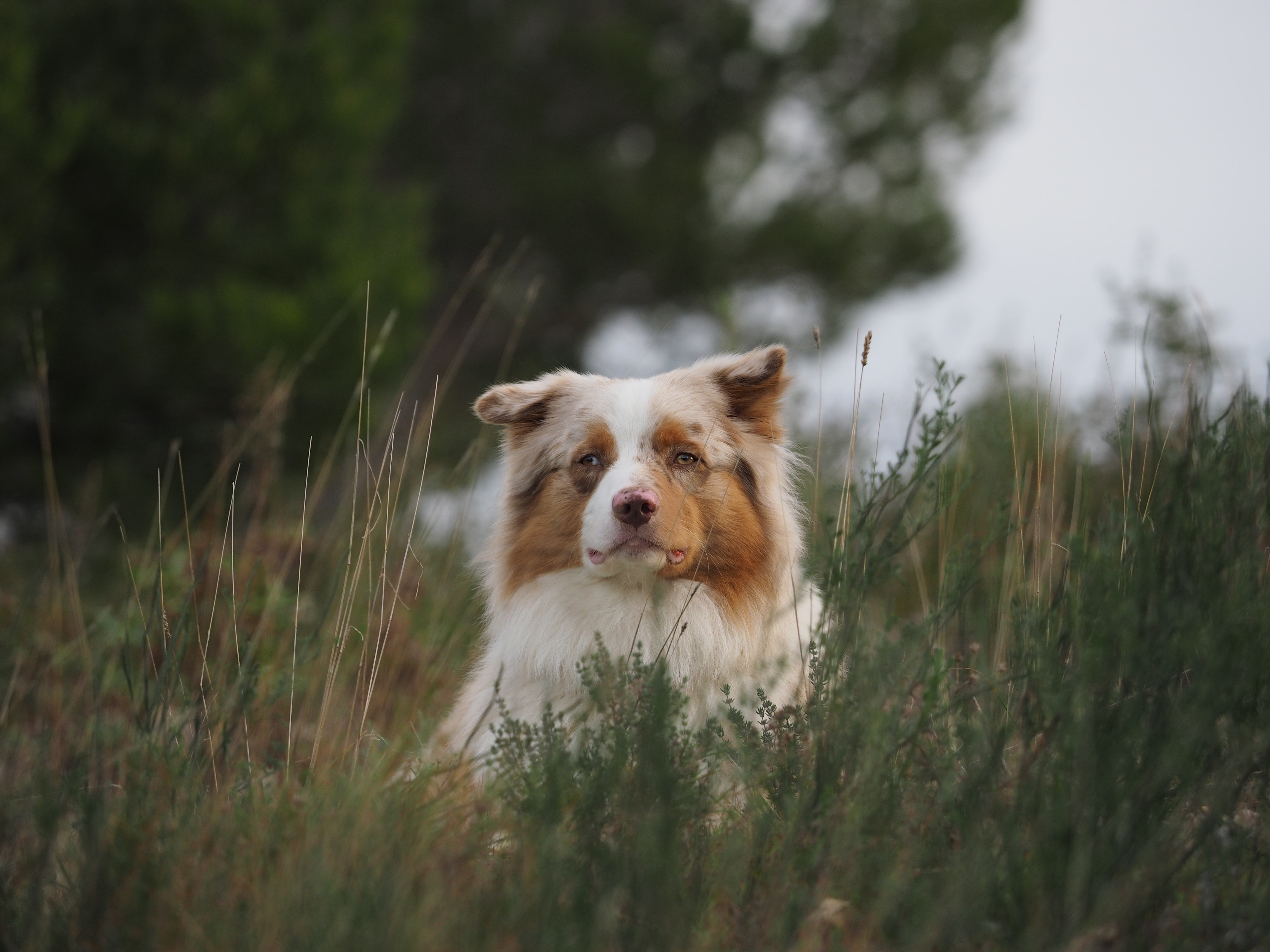 Fonds d'cran Animaux Chiens Berger australien