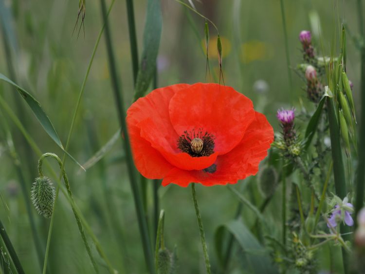 Fonds d'cran Nature Fleurs Coquelicot