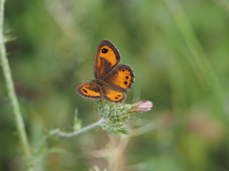 Fonds d'cran Animaux Insectes - Papillons Papillon