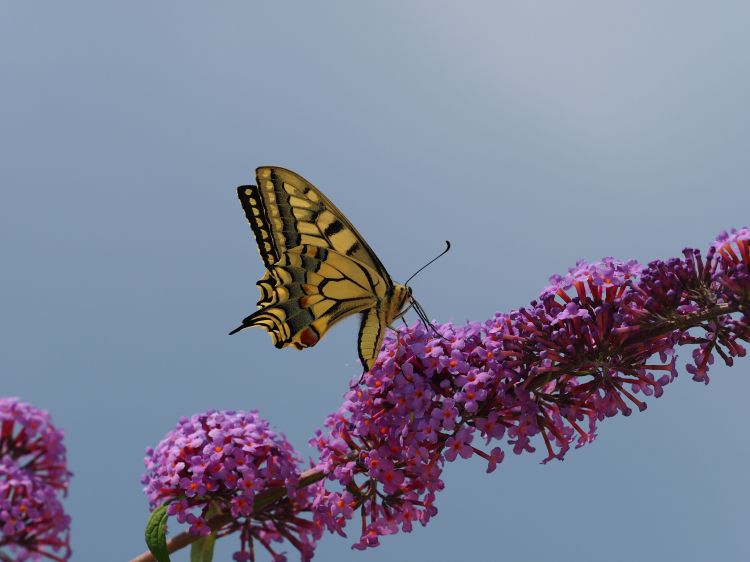 Fonds d'cran Animaux Insectes - Papillons Papillon