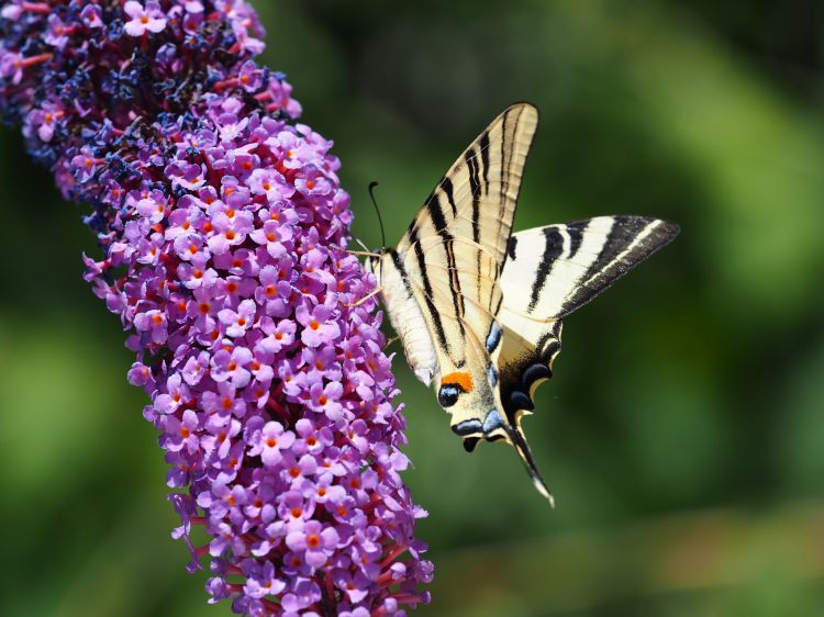 Fonds d'cran Animaux Insectes - Papillons Papillon