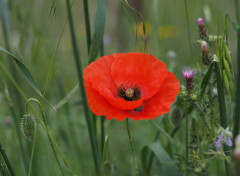  Nature Coquelicot