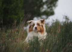  Animaux Berger australien