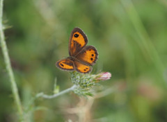  Animaux Papillon