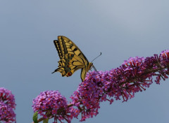  Animaux Papillon