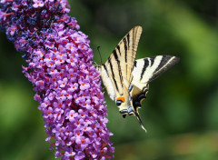  Animaux Papillon