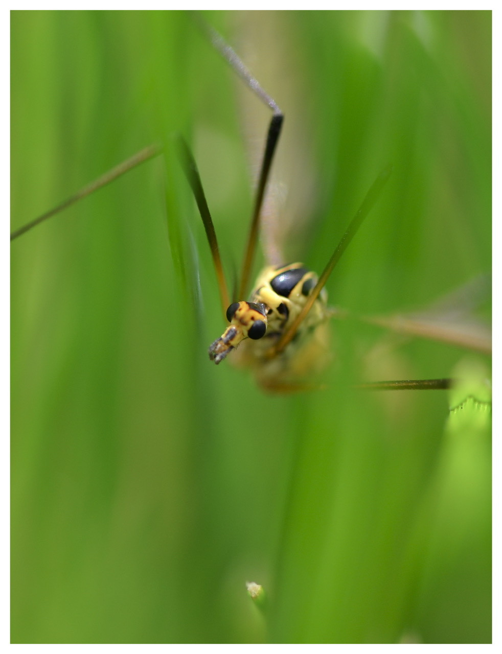 Fonds d'cran Animaux Insectes - Moustiques 