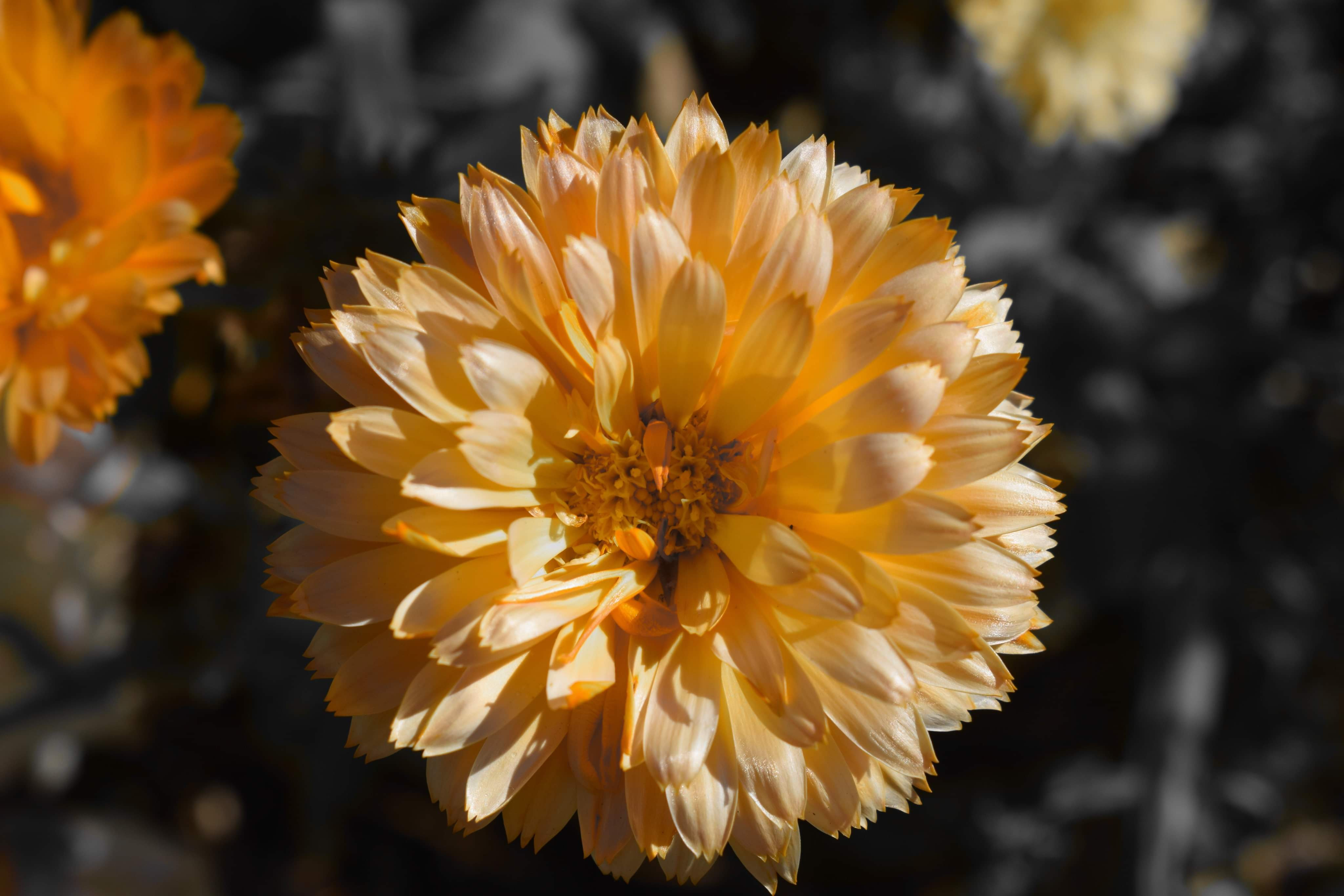 Fonds d'cran Nature Fleurs Yellow flower