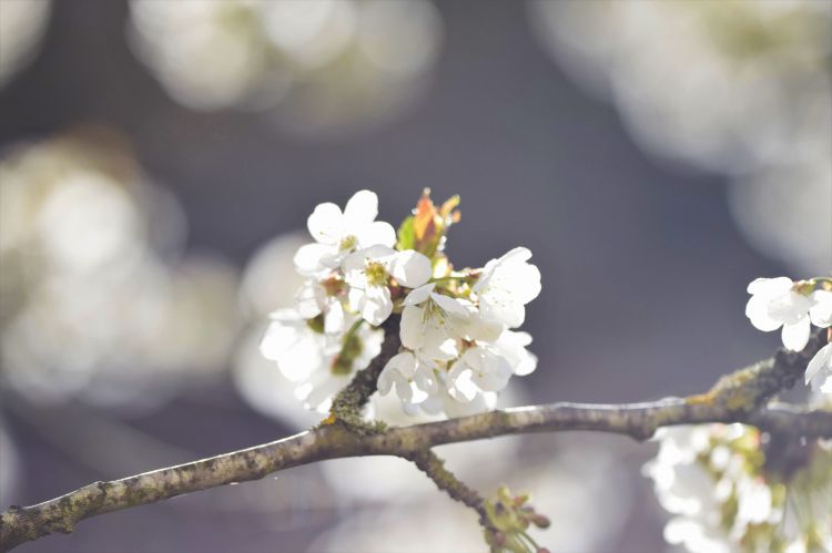 Wallpapers Nature Flowers Sakura's flower