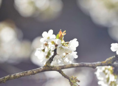  Nature Sakura's flower