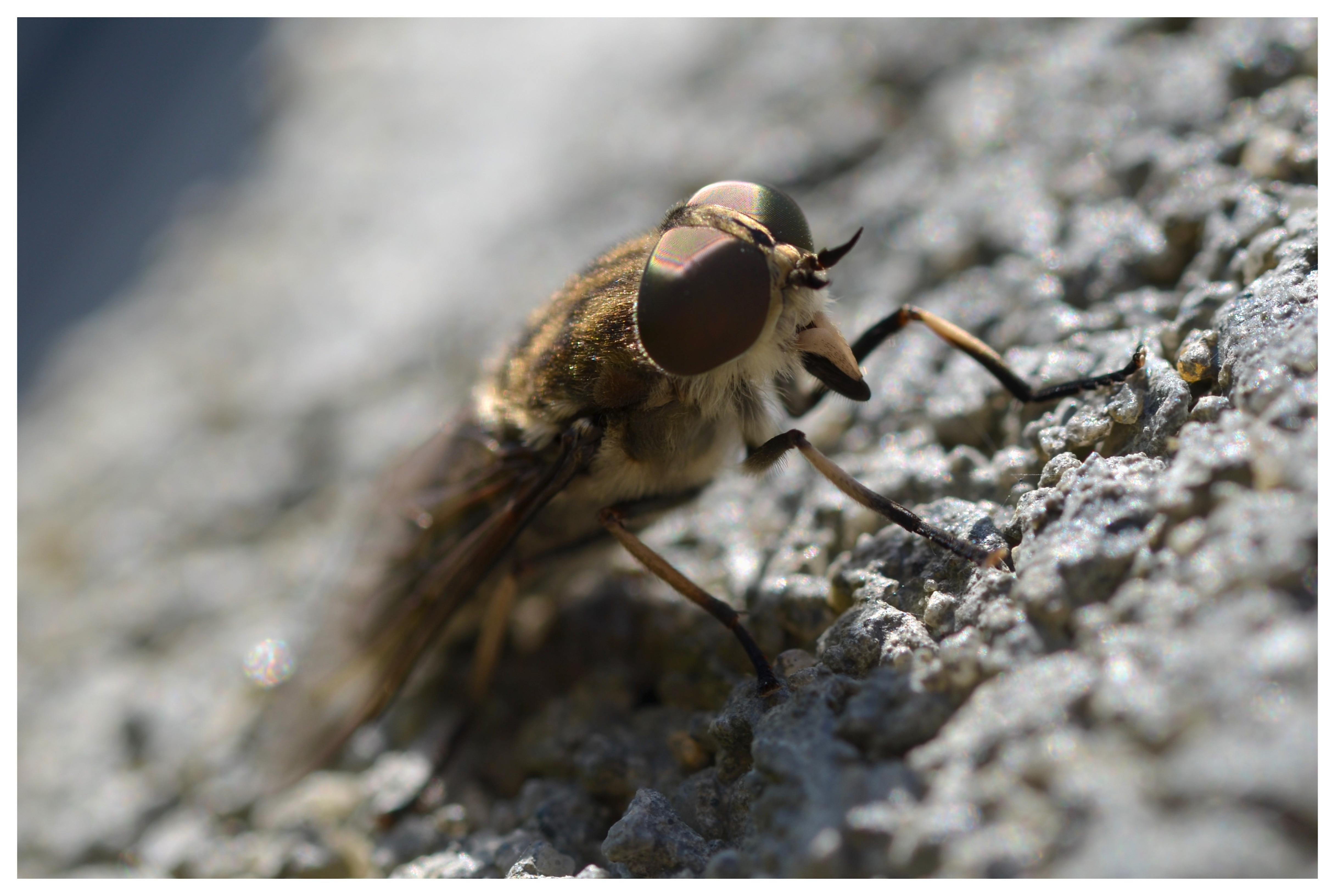 Wallpapers Animals Insects - Flies 