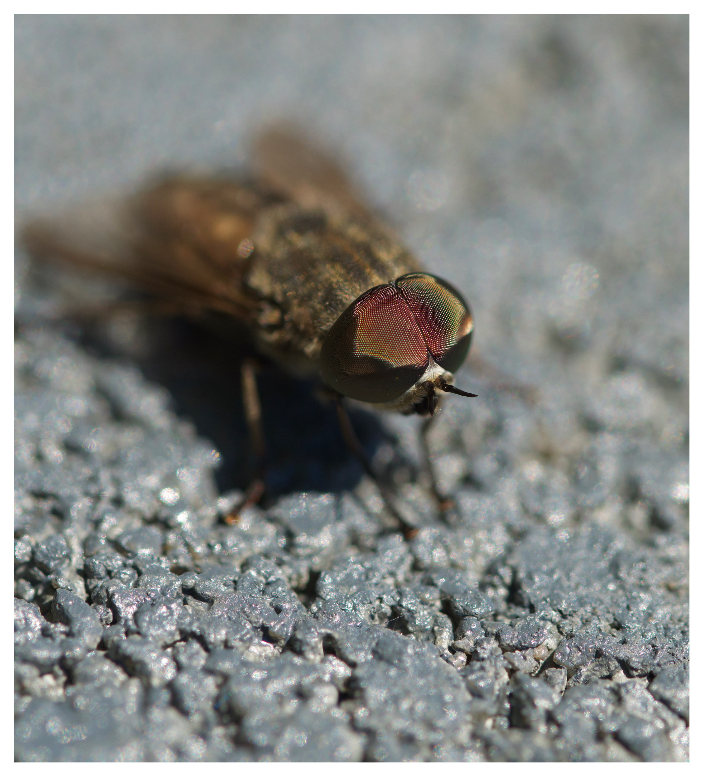 Wallpapers Animals Insects - Flies 