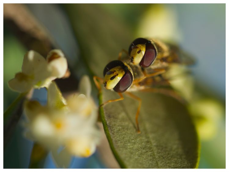 Fonds d'cran Animaux Insectes - Mouches Wallpaper N478987