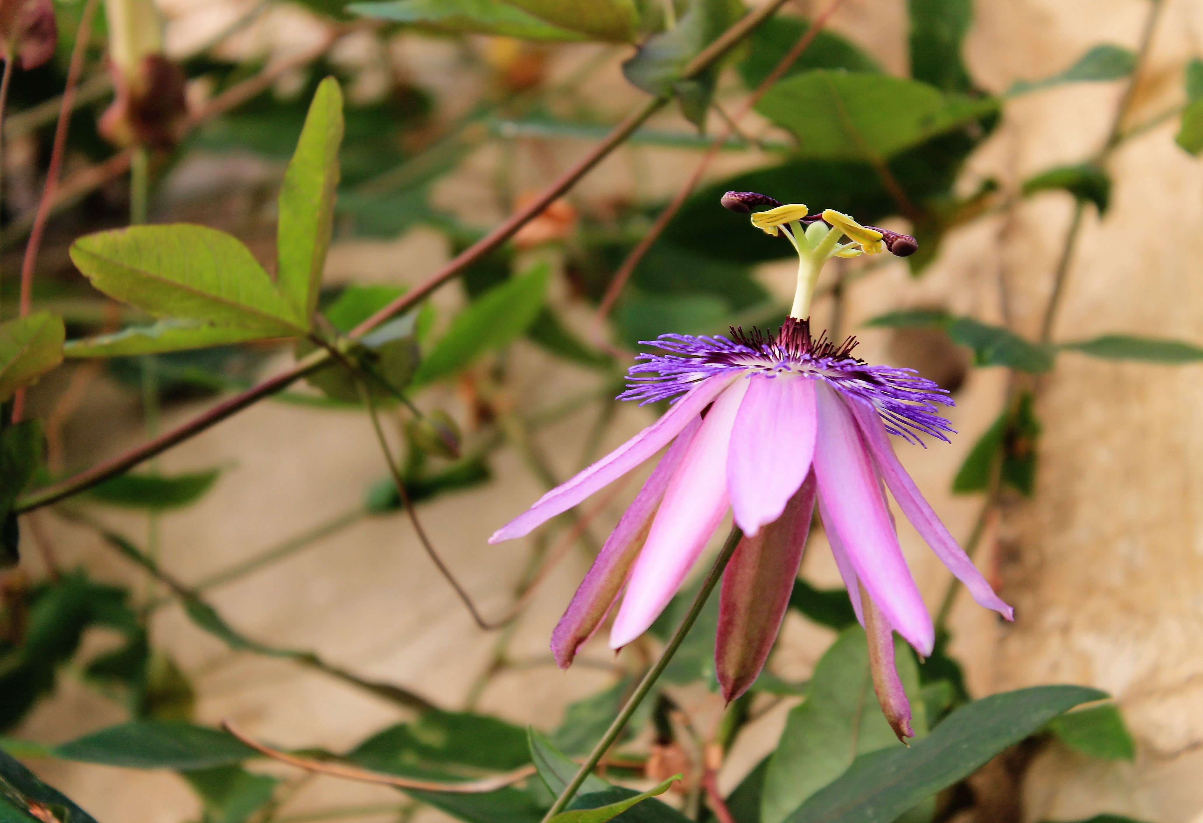 Fonds d'cran Nature Fleurs passiflores