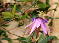  Nature passiflores