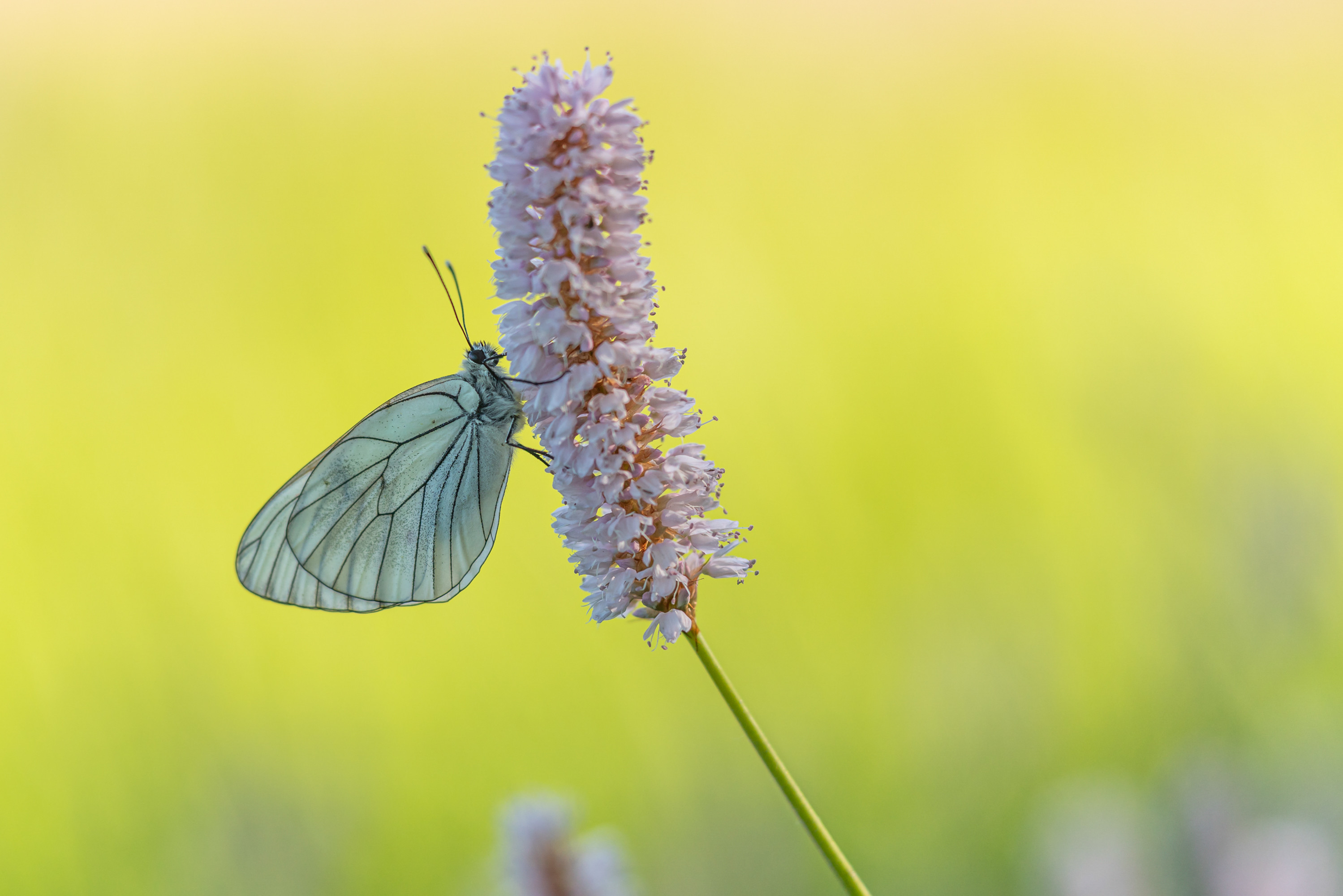 Fonds d'cran Animaux Insectes - Papillons 