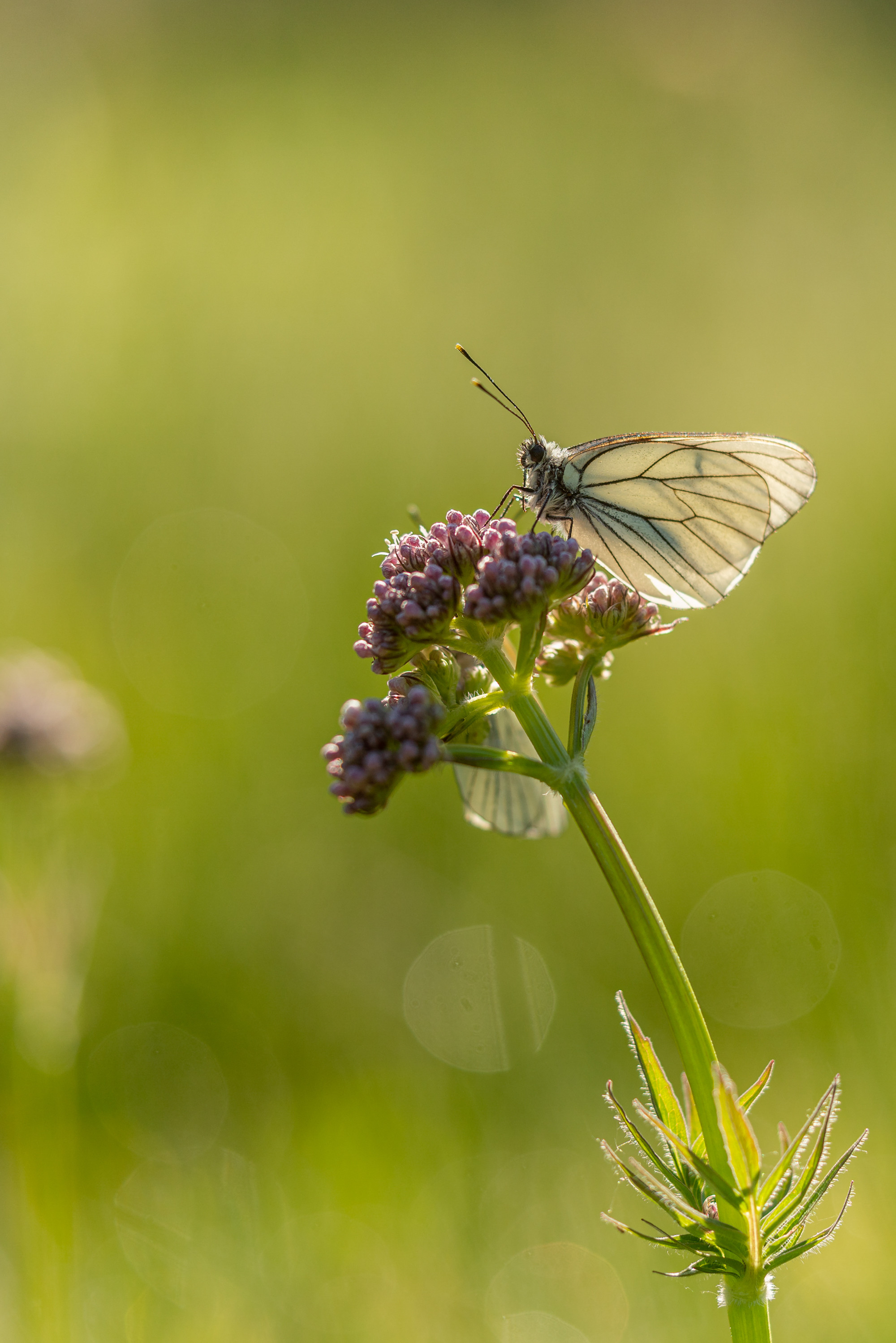 Wallpapers Animals Insects - Butterflies 