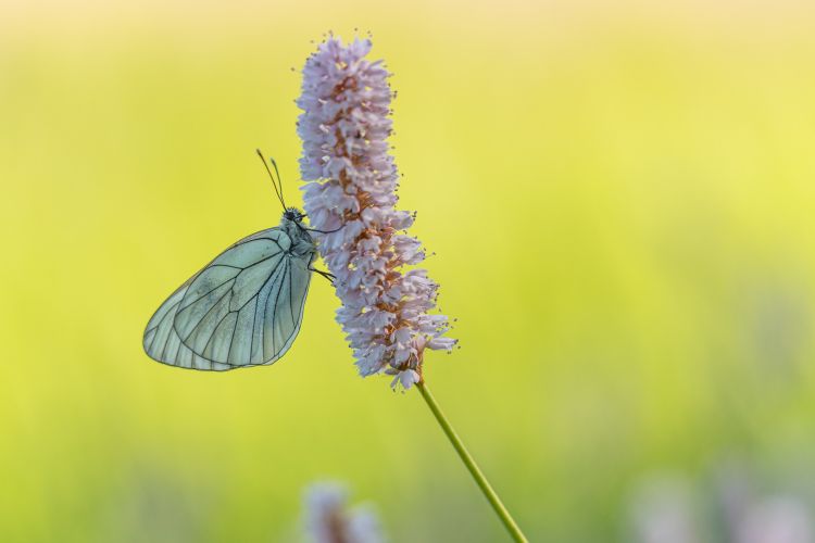 Fonds d'cran Animaux Insectes - Papillons Wallpaper N479170