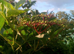  Nature Fleurs et plantes du jardin