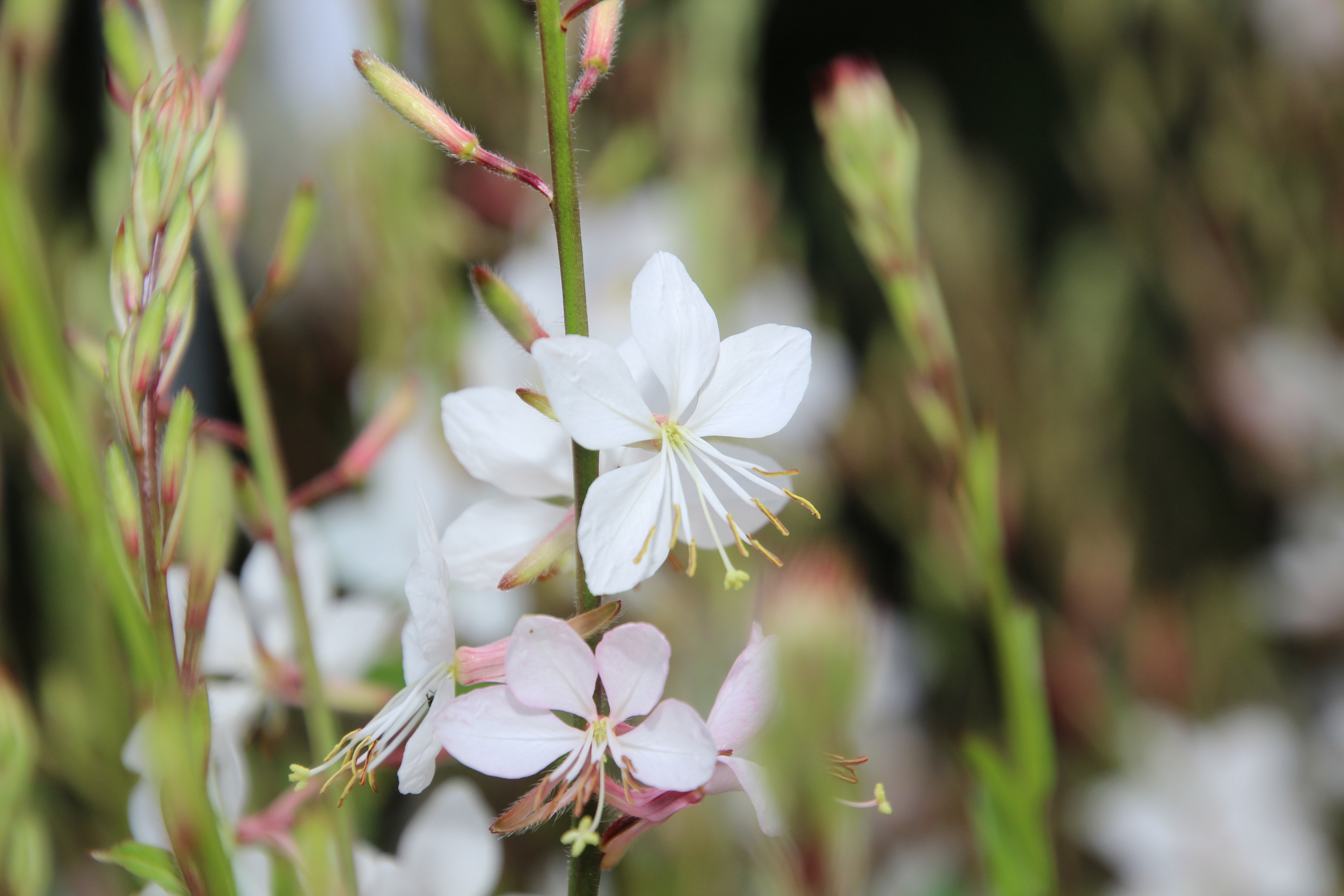 Wallpapers Nature Flowers 