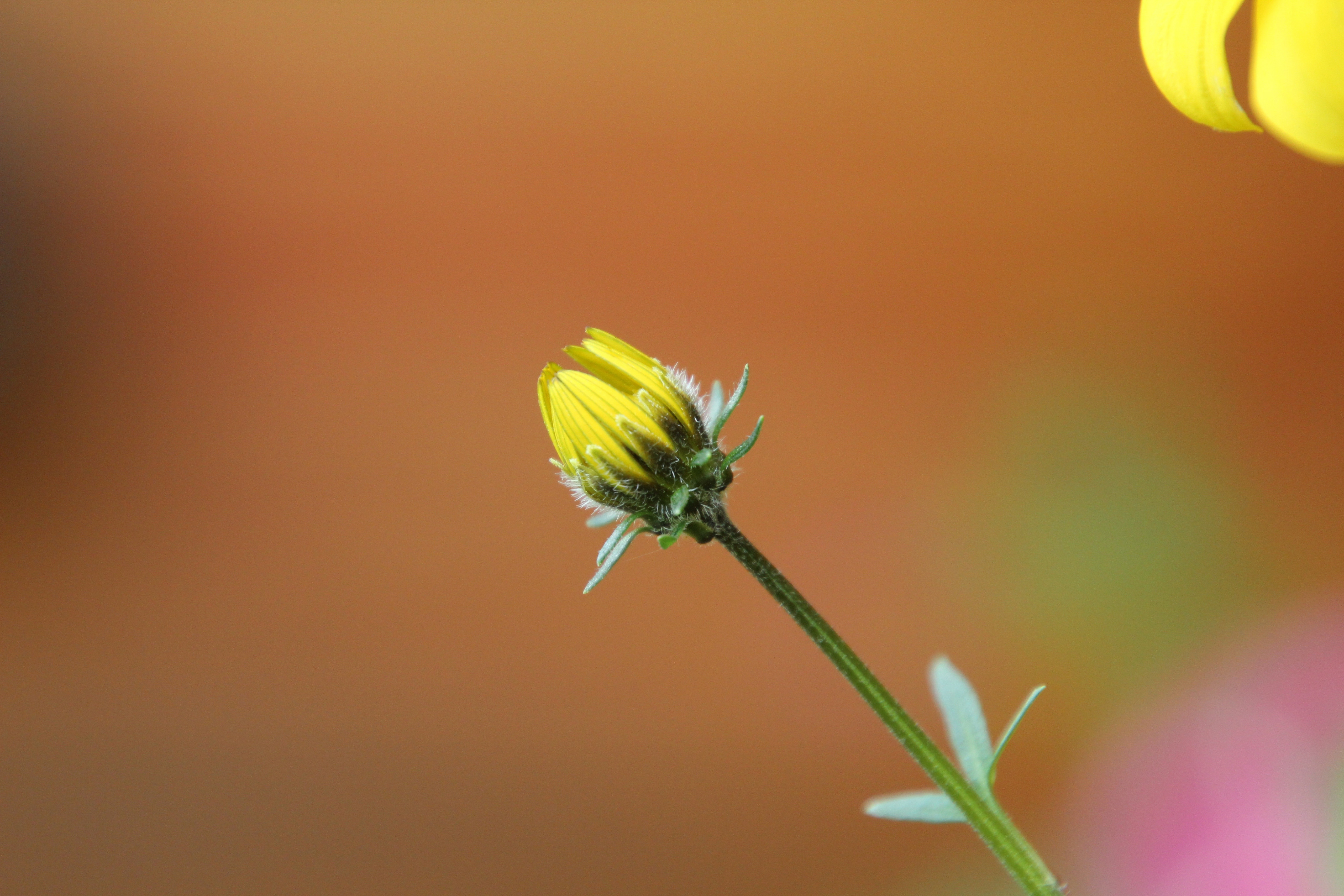 Fonds d'cran Nature Fleurs 