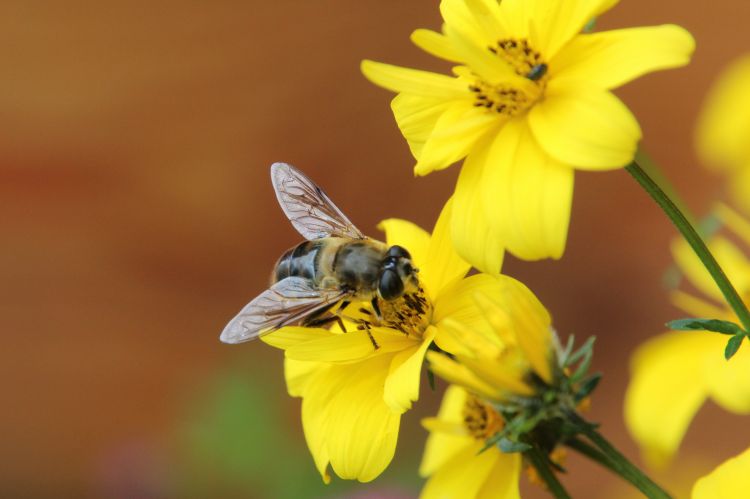 Fonds d'cran Animaux Insectes - Abeilles Gupes ... Wallpaper N479372