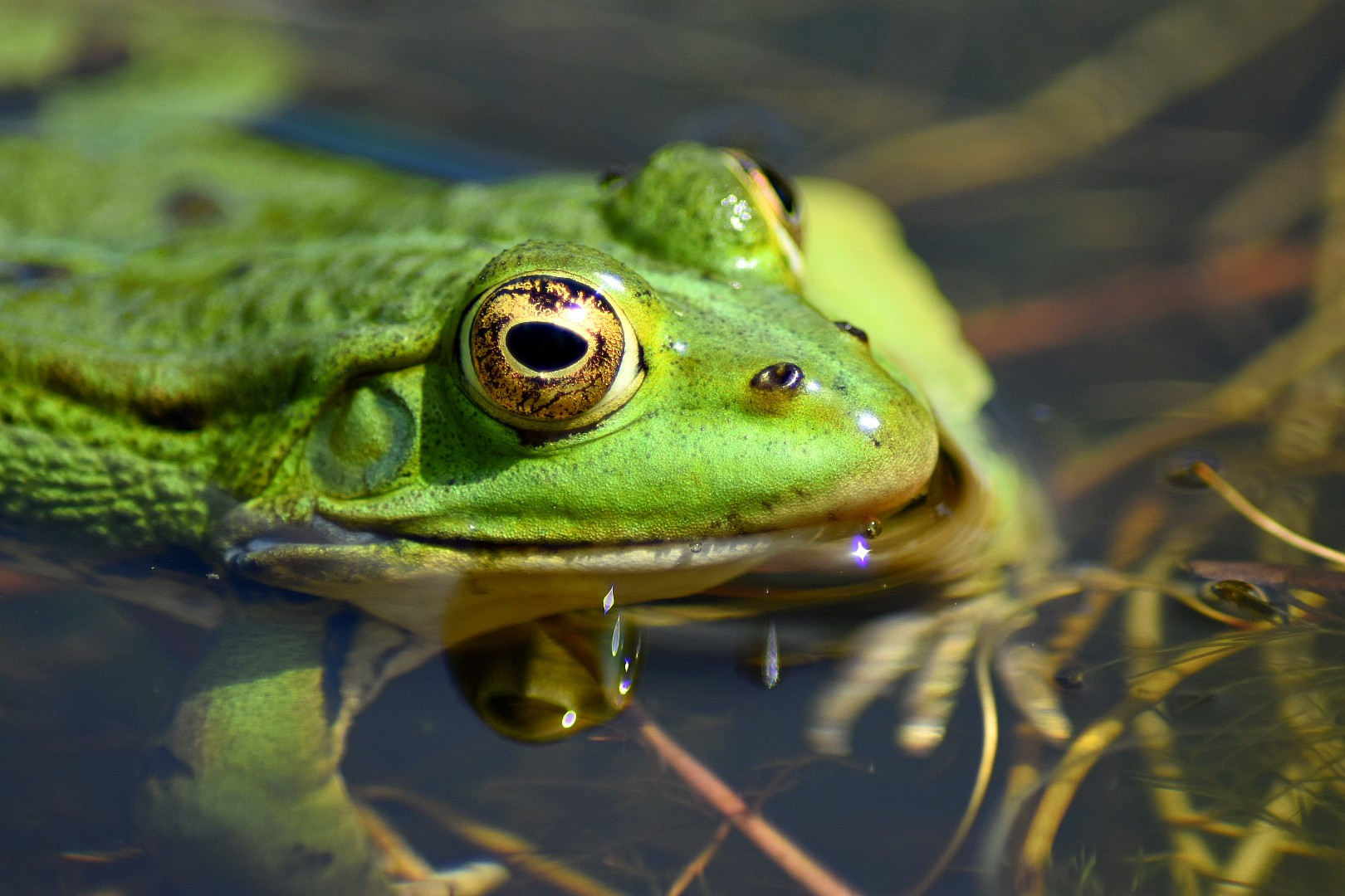 Wallpapers Animals Frogs - Toads 