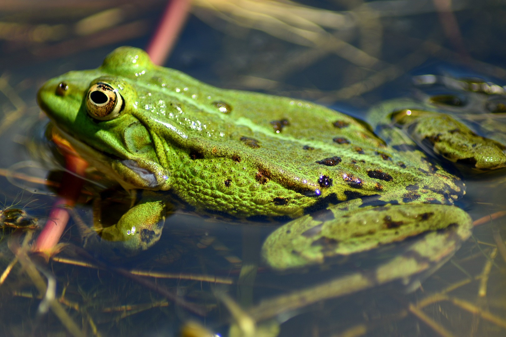 Fonds d'cran Animaux Grenouilles - Crapauds 