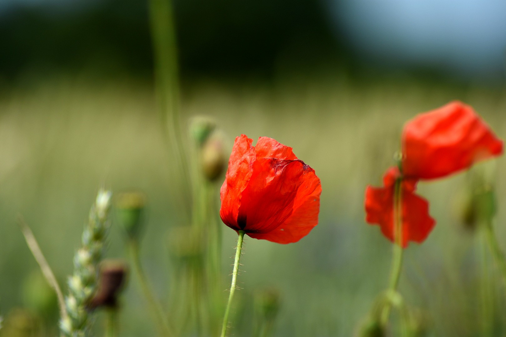 Fonds d'cran Nature Fleurs 