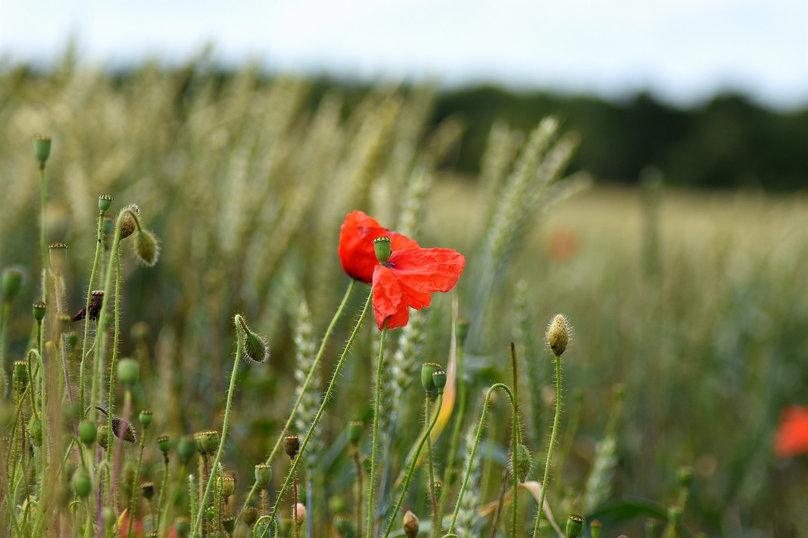 Wallpapers Nature Flowers 