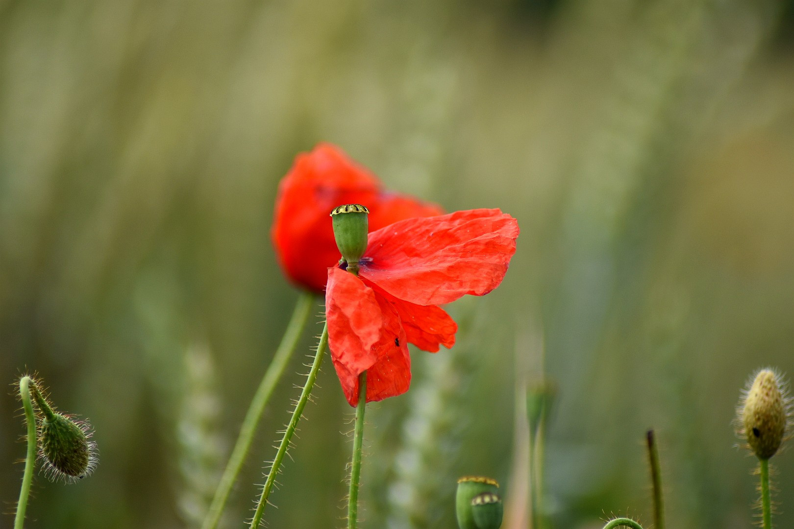 Fonds d'cran Nature Fleurs 