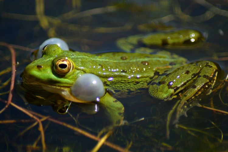 Wallpapers Animals Frogs - Toads Wallpaper N479424