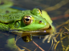  Animaux Image sans titre N479425