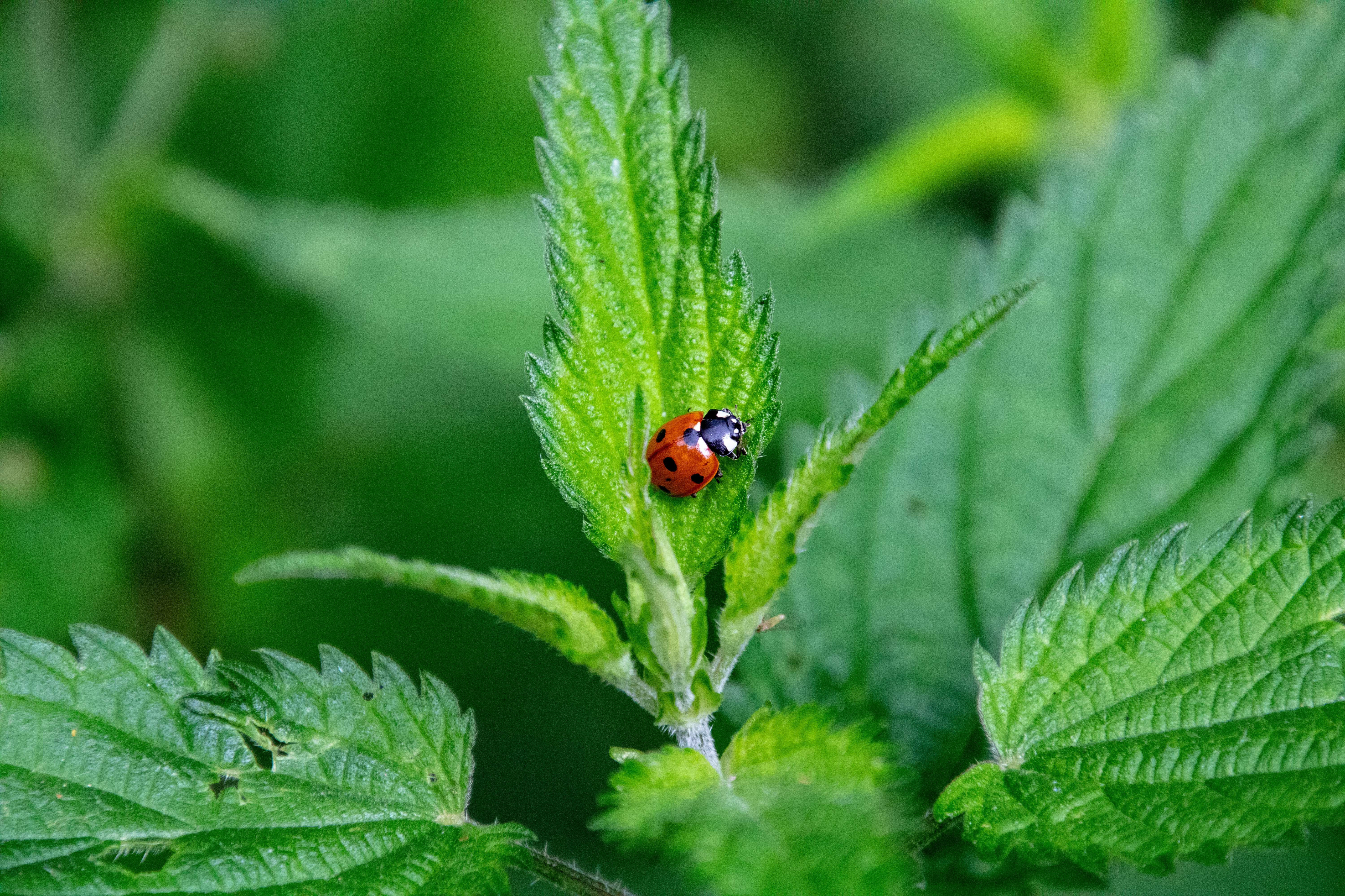 Wallpapers Animals Insects - Ladybugs Coccinelles