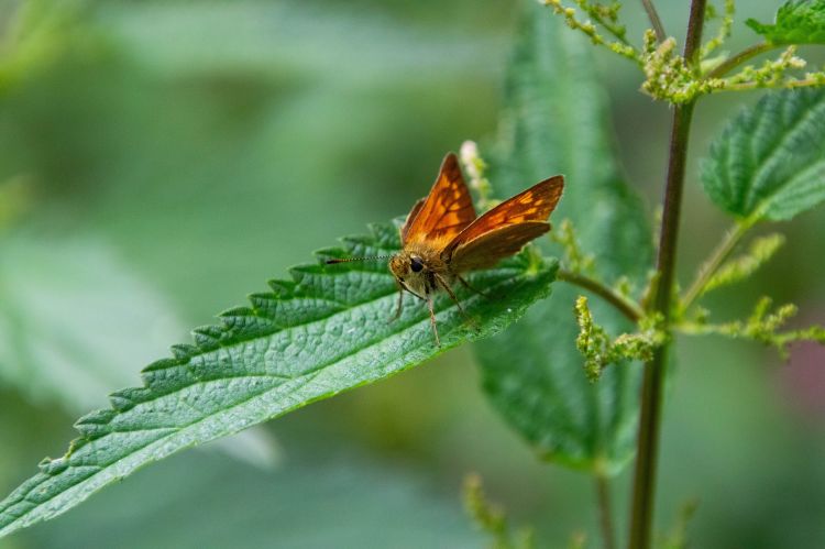 Fonds d'cran Animaux Insectes - Papillons Papillon