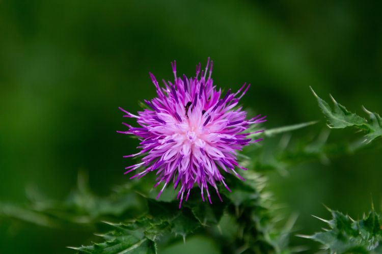 Fonds d'cran Nature Fleurs Nature - Fleurs