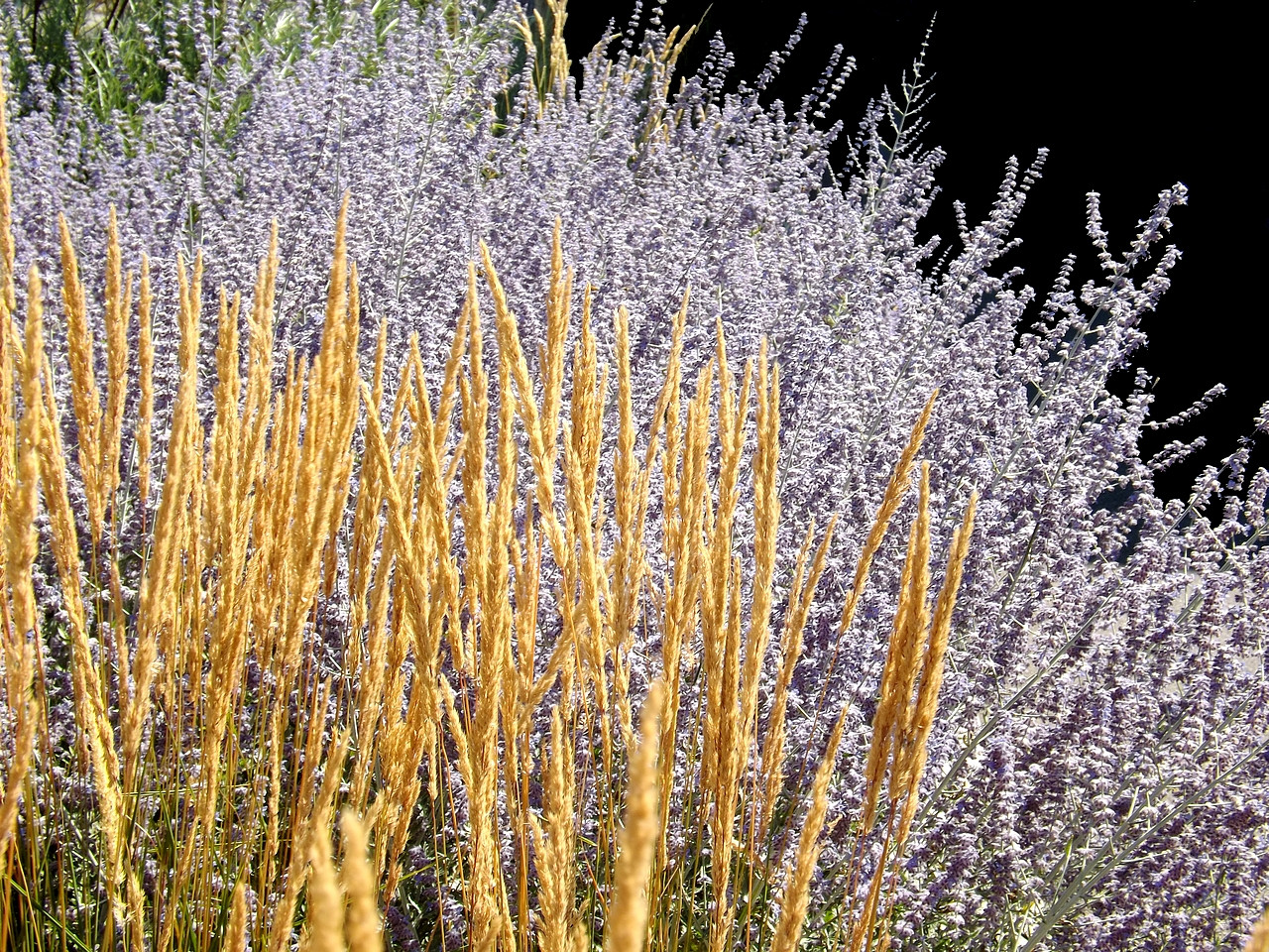 Fonds d'cran Nature Fleurs 