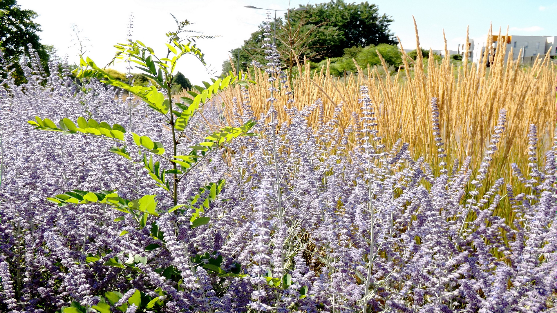 Fonds d'cran Nature Herbes 