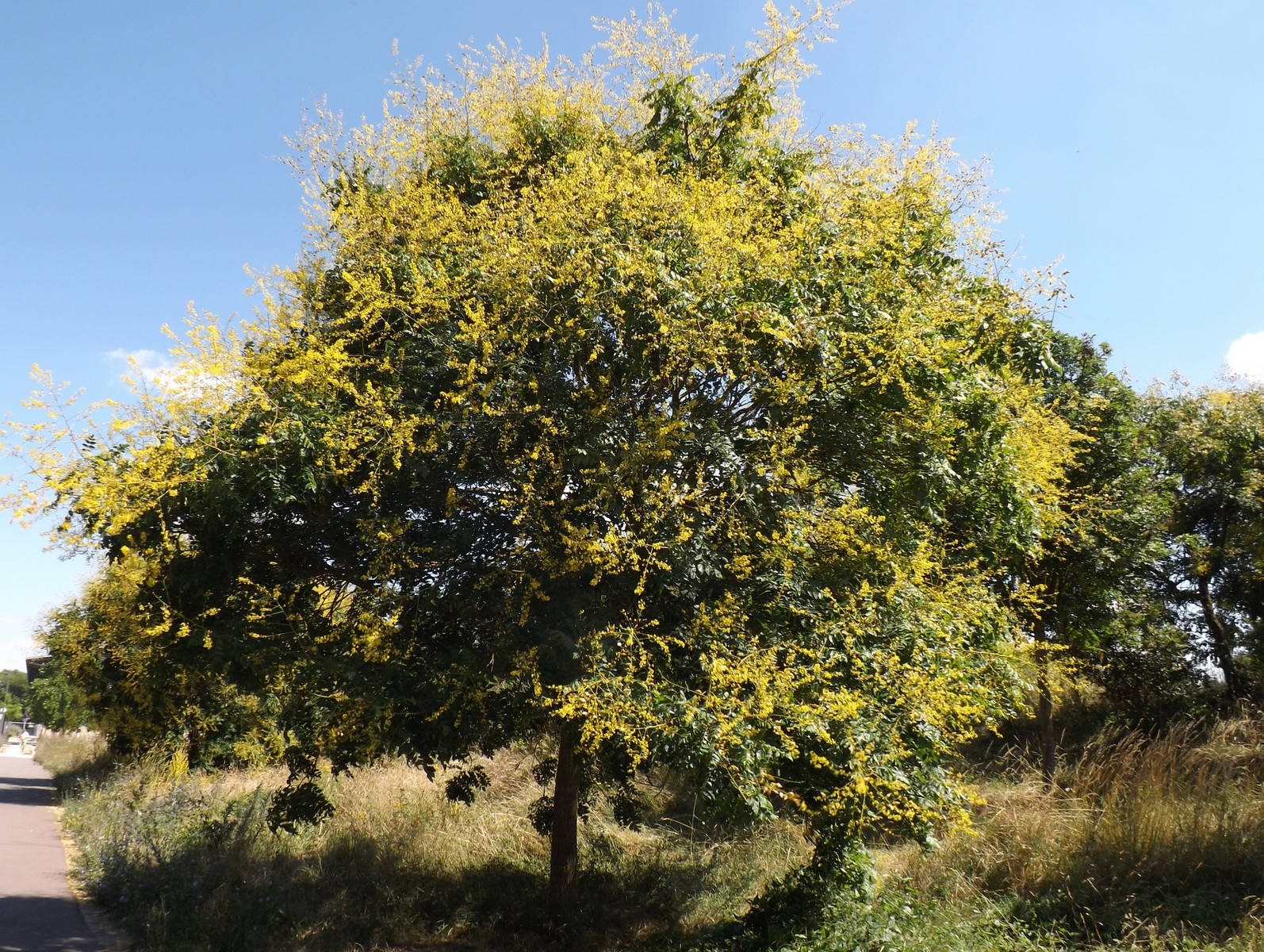 Fonds d'cran Nature Arbres - Forts 